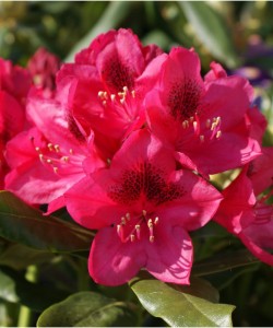 rhododendron-Nova-Zembla _rhododendron-hybride-Nova_Zembla