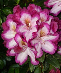 rhododendron-President-Roosevelt_rhododendron-hybride-President-Roosevelt