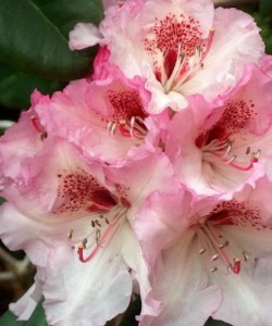 rhododendron-Simona_rhododendron-hybride-Simona
