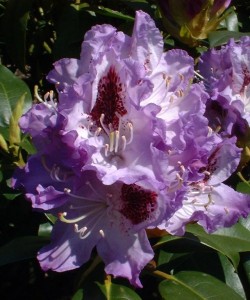 rhododendron-blue-peter_rhododendron-hybride-blue-peter1