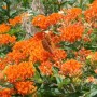 Asclepias-tuberosa---Butterfly-Weed