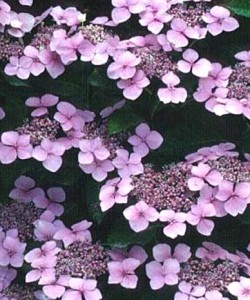 Hydrangea serrata  «Miyama-kuro-hime» - Гортензия пильчатая «Miyama-kuro-hime»