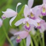 I-Grande-13546-pogonia-ophioglossoides-orchidee-de-jardin.net