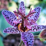 Tricyrtis blue spotted