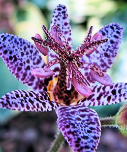 Tricyrtis blue spotted