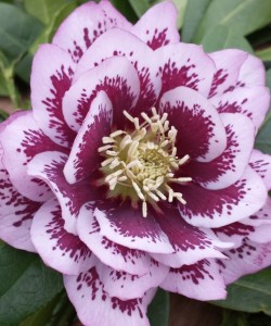 helleborus-double-pink-spotted