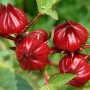red-roselle-hibiscus-sabdariffa-seeds-palm-beach-medicinal-herbs (4)