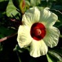 seeds-50-jamaican-sorrel-seeds-florida-cranberry-indian-roselle-hibiscus-sabdariffa-4_large