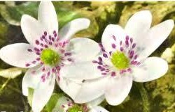 Hepatica nobilis 'White Forest'
