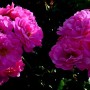 Rosa John Cabot- Роза Джон Кэбот ..