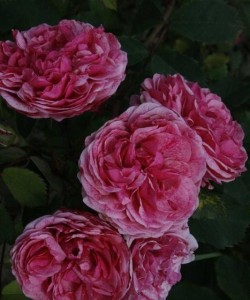 Rosa  Morden Ruby- Роза Модэн Руби ...