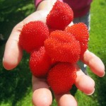 rubus-illecebrosus-japanese-strawberry-raspberry-plants