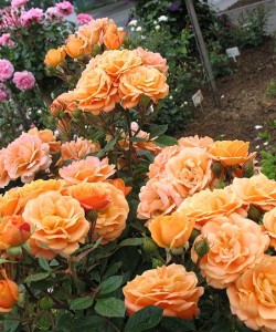 Роза Apricot Clementine-Роза Априкот Клементин