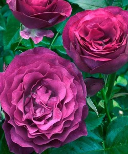 Роза Blue Eden-Роза Блю Иден