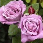 Роза Blue Parfum- Роза Блю Парфюм