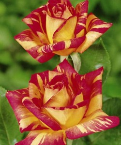 Роза Caribia-Роза Карибия
