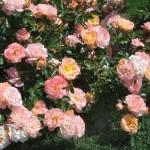 Роза Drift Peach-Роза Дрифт Пич