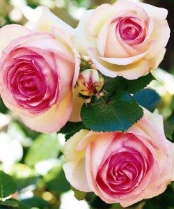 Роза Eden Rose 85-Роза Эден Розе 85