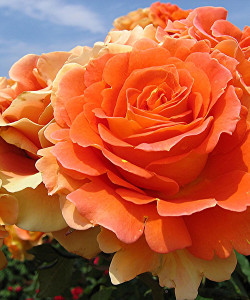 Роза Mandarin-Роза Мандарин