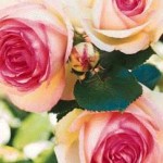 Роза Pierre de Ronsard - Eden Rose 85