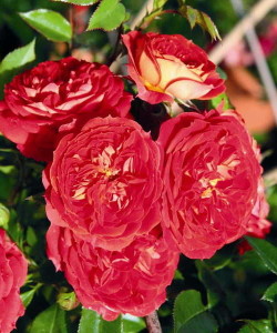 Роза Starlet Rose Carmen-Роза Старлет Роуз Кармен.