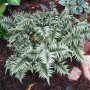 Athyrium-niponicum-Pictum