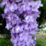 Jacaranda_mimosifolia_-_Flower_Cluster_-_Rancho_San_Diego_CA_8-13-02__012