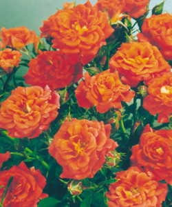 rose-orange-Symphonie