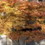 Acer palmatum Katsura1