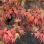 acer-palmatum-butterfly-tree-p891-6341_image