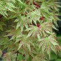 acer palmatum butterfly.7d47ad401c24eea2ffd1bc45a219dfb1
