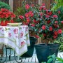 Terrace with Camellia japonica @General Coletti@
