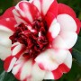 Camellia japonica General Colletti