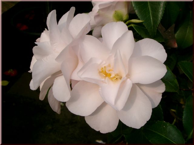 Camellia japonica Hagoromo 2