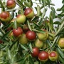 Free-Shipping-30-seeds-lot-Organic-Ziziphus-Jujube-Seeds-Chinese-Date-Hardy-Plant-Bonsai-Fruit-Seeds (2)