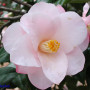 camellia_japonica_'hagoromo'_USNA_01s