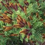 Amorpha fruticosaзагружено