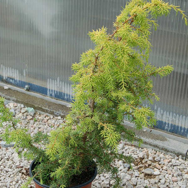 Juniperus-communis-Zeal-Можжевельник-обыкновенный-Зил