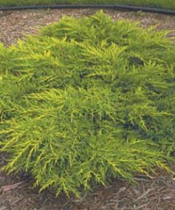 Juniperus-pfitzeriana-Gold-Star-chinensis-Bakaurea-Можжевельник-Пфитцера-Голд-Стар-м.-китайский-Бакауреа