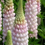 LUPINUS HYBRIDS «WEST COUNTRY BLOSSOM».