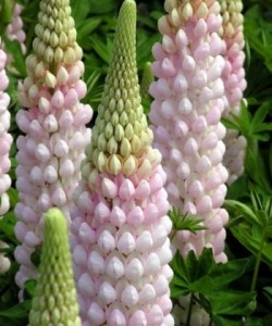 LUPINUS HYBRIDS «WEST COUNTRY BLOSSOM».