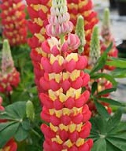 LUPINUS HYBRIDS «WEST TEQUILLA FLAME».