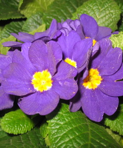 Primula-Purple