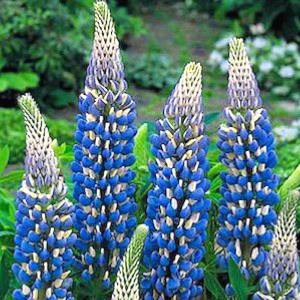 lupine-the-governor-russell-hybrid-lupinus-x2