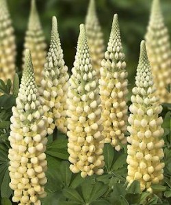 lupine_west_country_cashmere_cream_03650.297x387