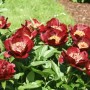 paeonia-chocolate-soldier-1_middle