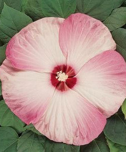 Hibiscus moscheutos « Pink Swirl » - гибискус болотный  « Pink Swirl »