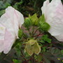 Hibiscus moscheutos «Crown Jewels » 4