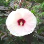 Hibiscus moscheutos «Crown Jewels »