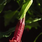 Brugmansia vulcanicola 'Roter Vulcan'